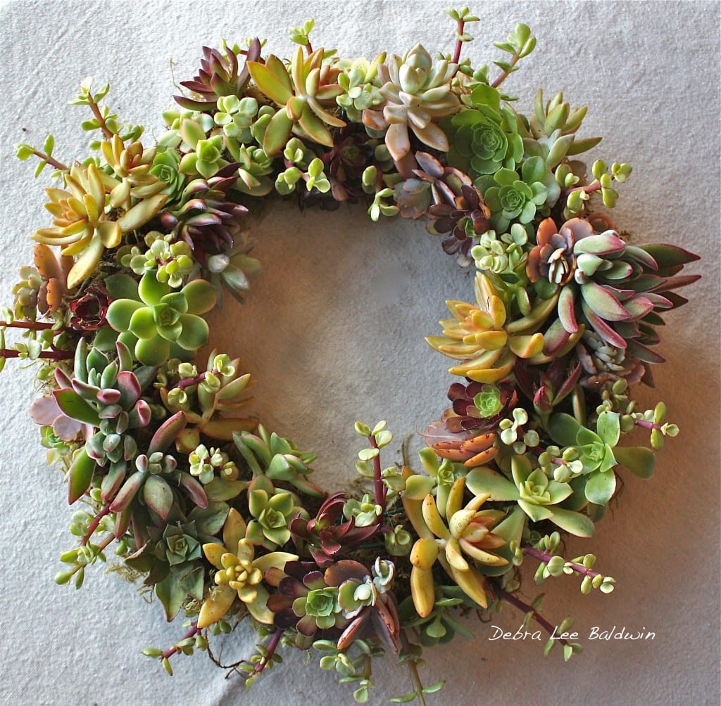 Make a Succulent Wreath, Step-By-Step