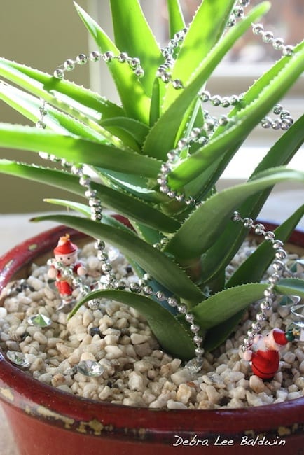 Holiday decorating with succulents 