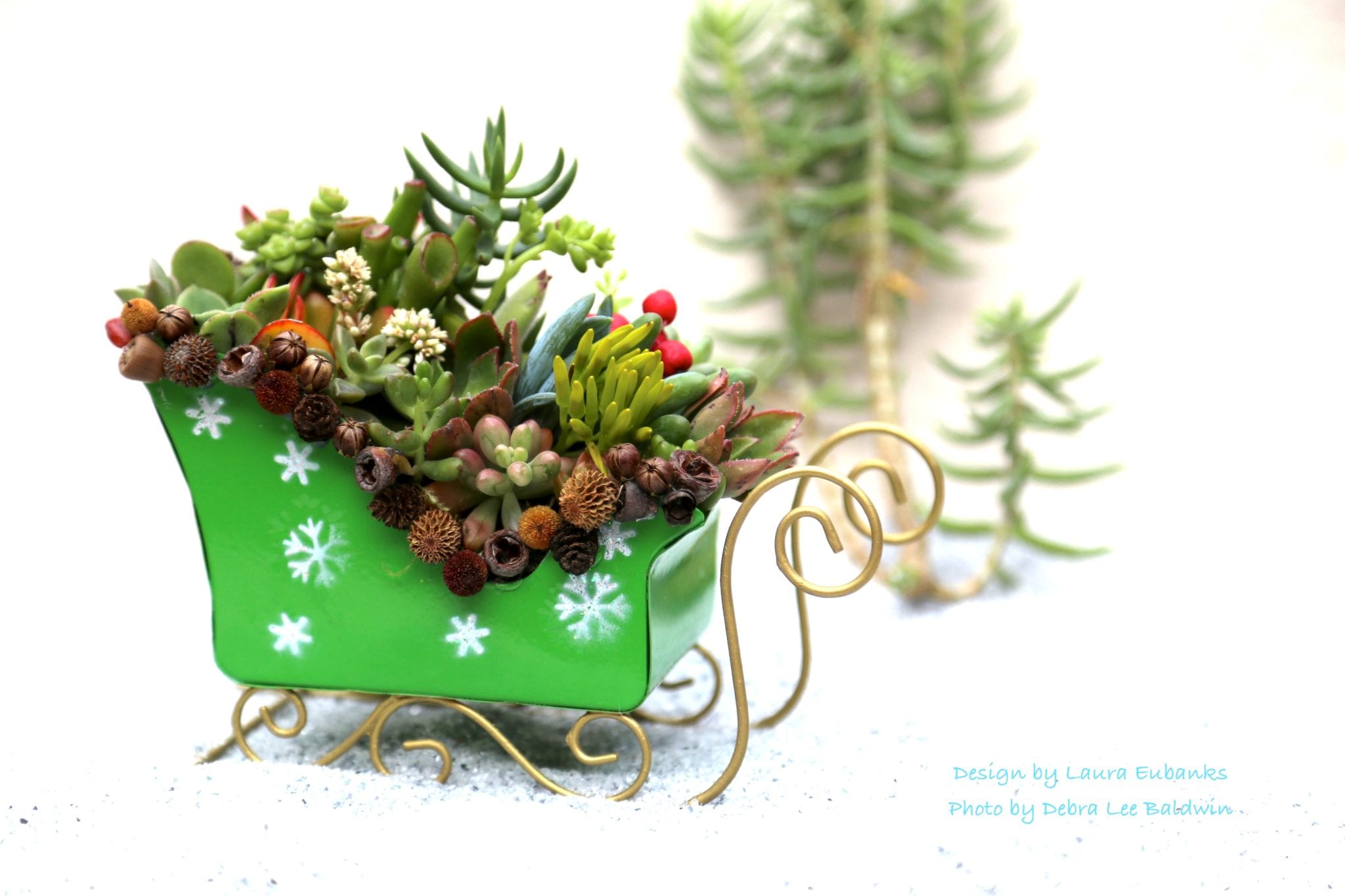 Holiday decorating with succulents 