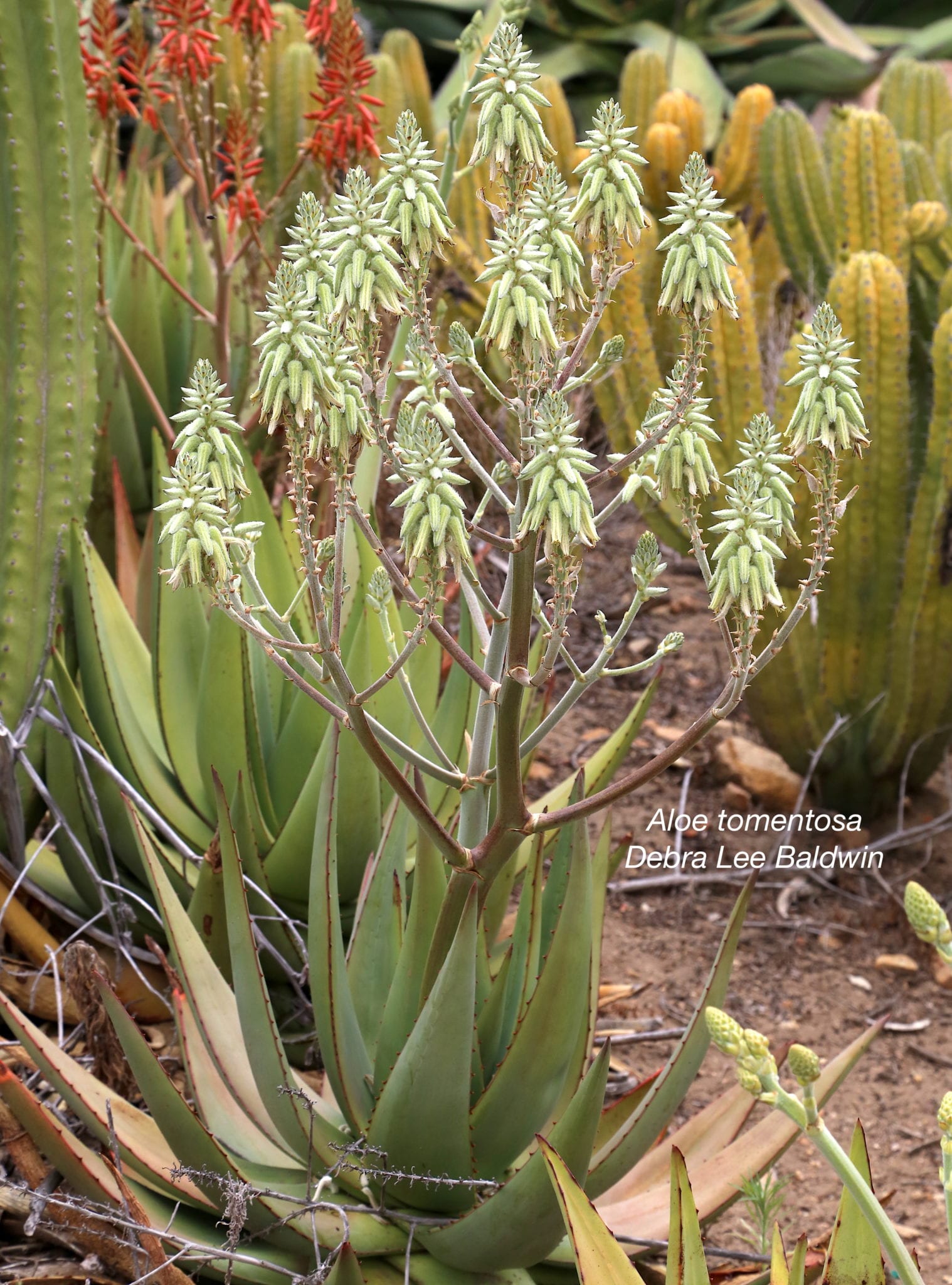 Aloe tomentosa IMG_9251 Succulents and Succulent Garden Design