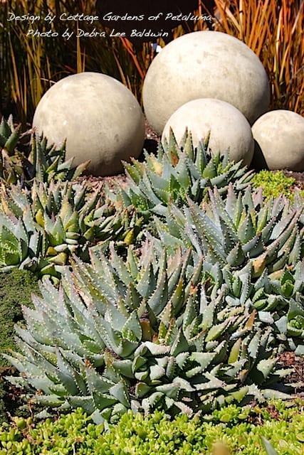 How to Grow Succulents in San Francisco (Bay Area) Gardens