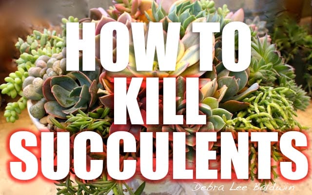How to Kill Succulents