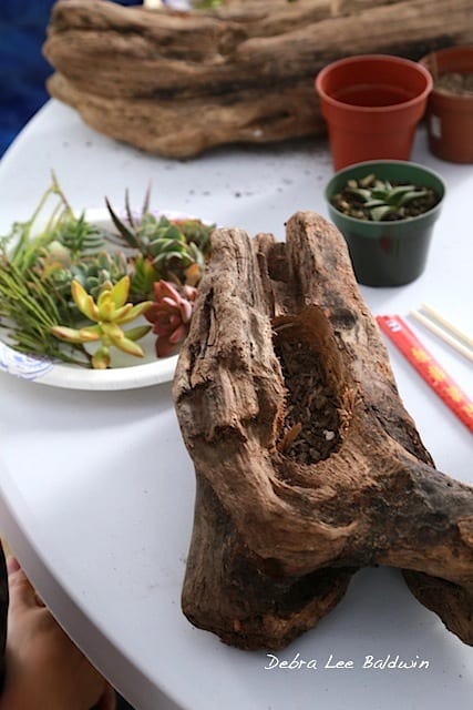 Succulent driftwood design, prep