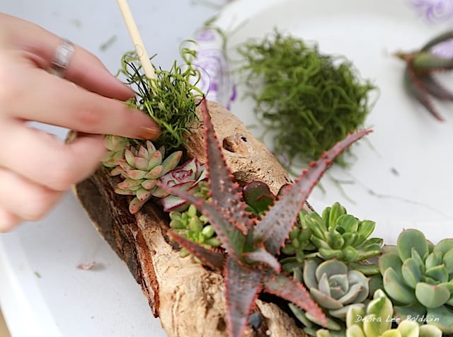 Succulent driftwood design, how-to