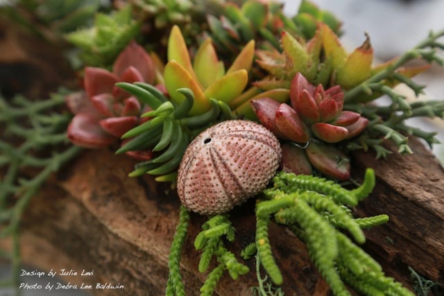 Succulent driftwood design with shell