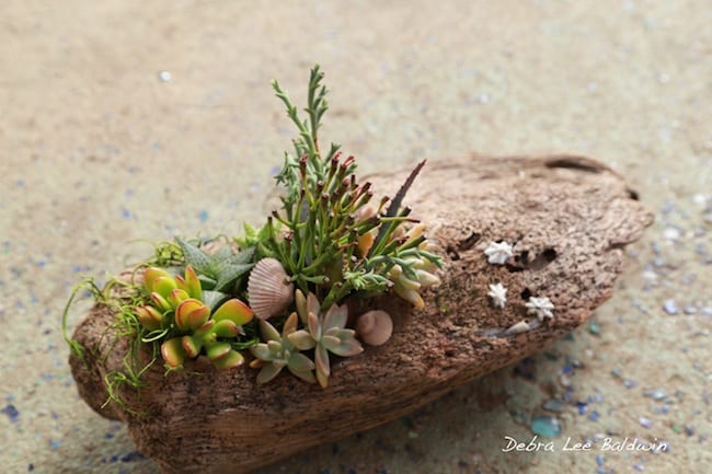Succulent driftwood design with shells