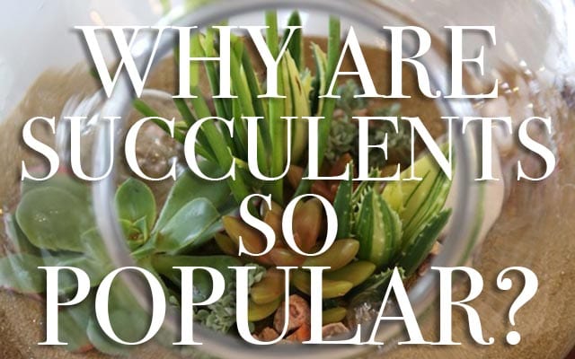 Why are succulents so popular