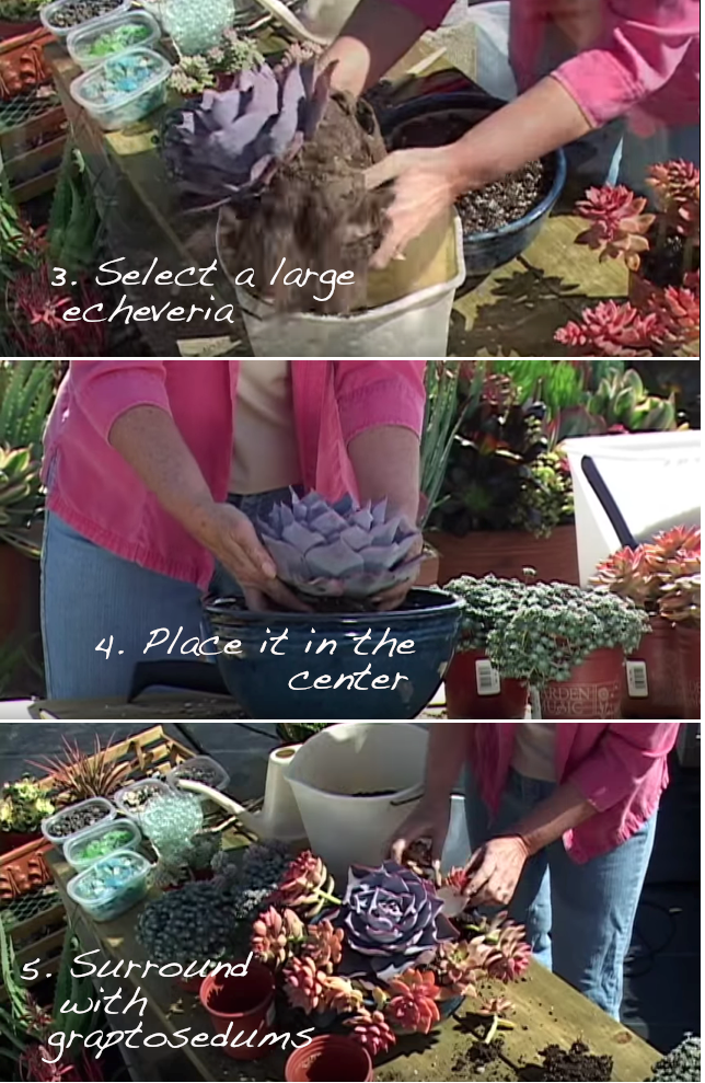 DIY Quick, Easy, Colorful Succulent Container Garden