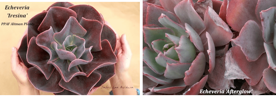 New succulent introductions for 2016