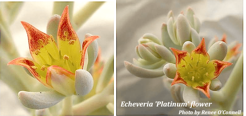 E 'Platinum' flower