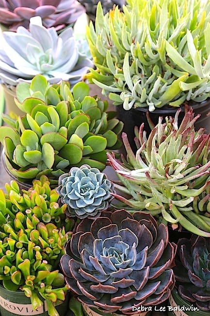New succulents for 2016