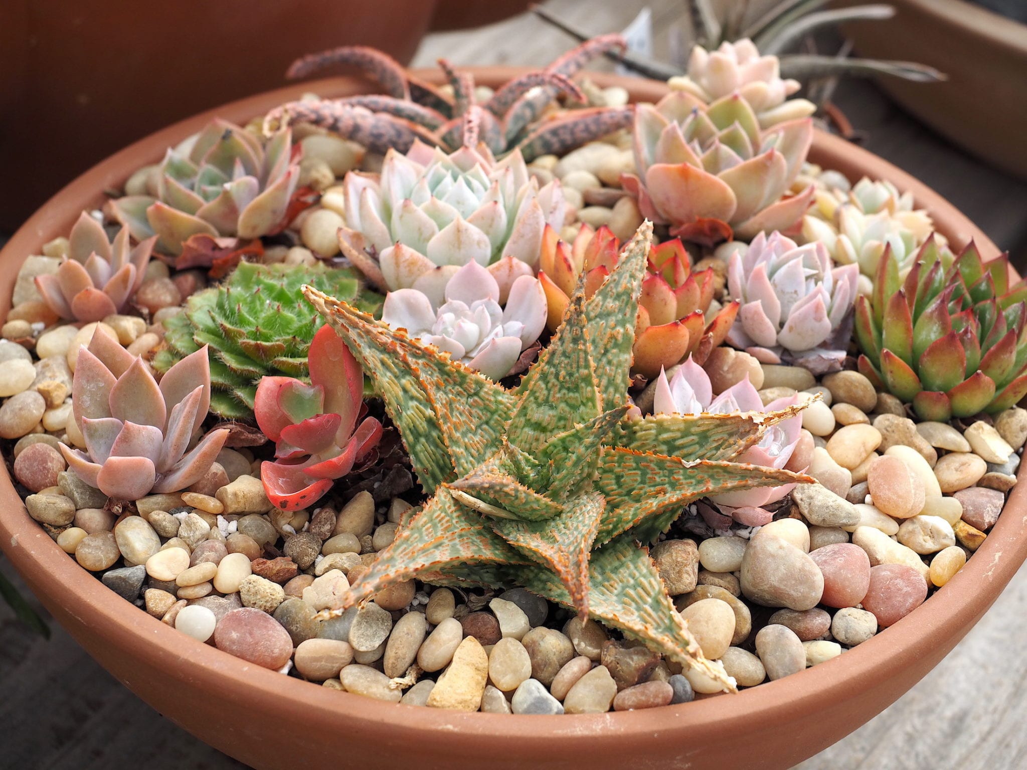 Use CrushedRock Top Dressing to Enhance Your Succulent Designs