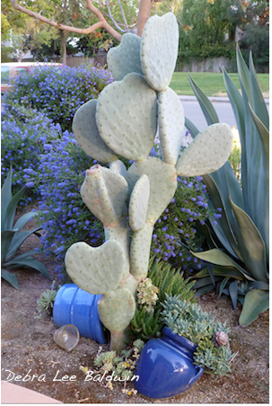Opuntia appears to dance