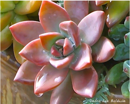 How rain benefits succulents