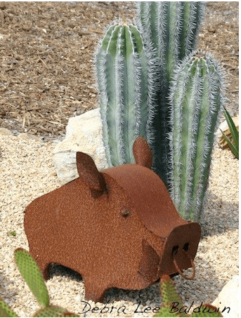 how to protect succulents from excess rainfall