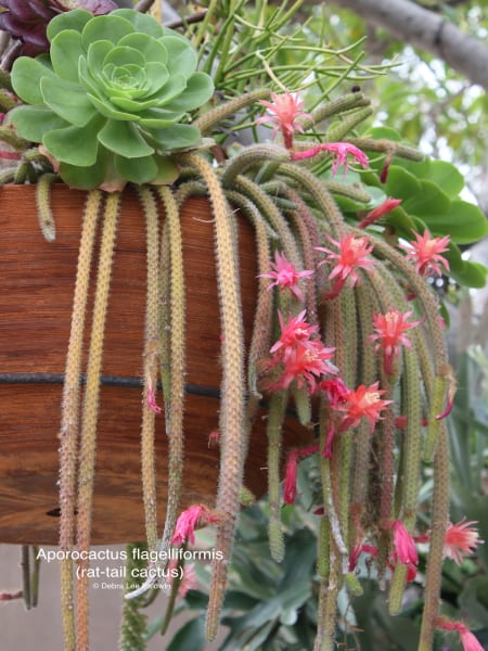 Aporocactus flagelliformis | Debra Lee Baldwin