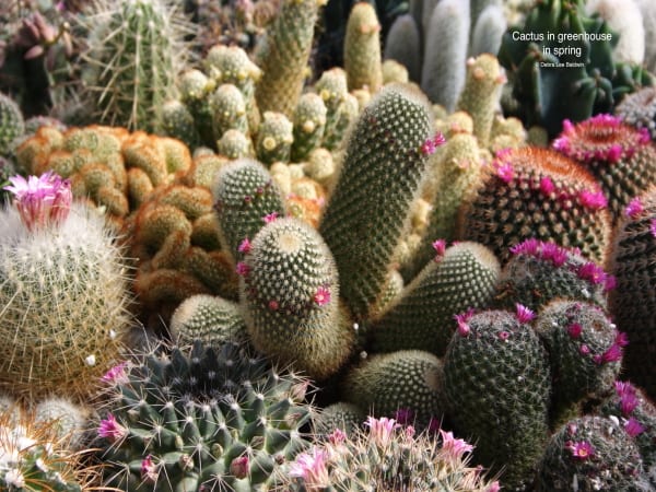 Cactus collection (c) Debra Lee Baldwin
