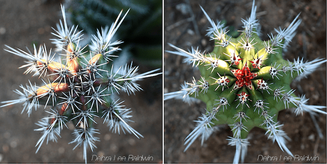 Cactus snowflakes