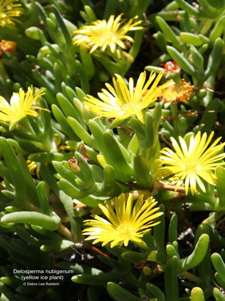 Delosperma nubigenum (yellow ice plant) | Debra Lee Baldwin