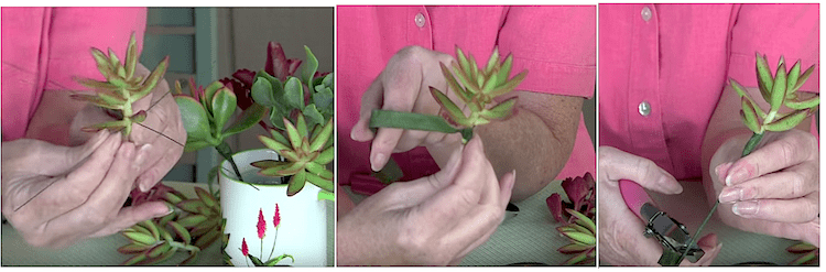 How to give succulents stems