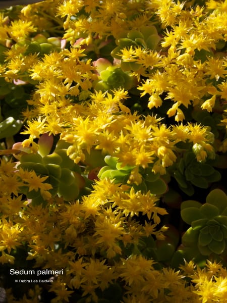 Sedum palmeri | Debra Lee Baldwin