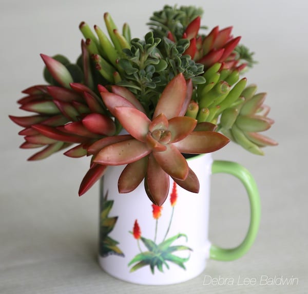 Succulent gift mug bouquet