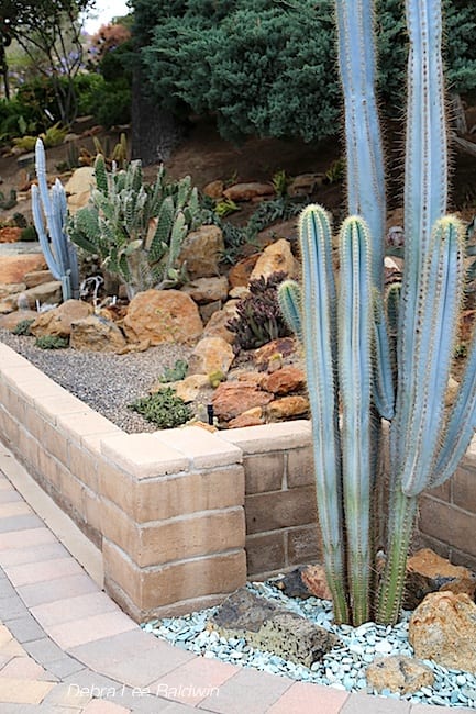 Blue columnar cactus