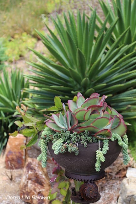 Kalanchoe luciae and burro tail in a car-part pot