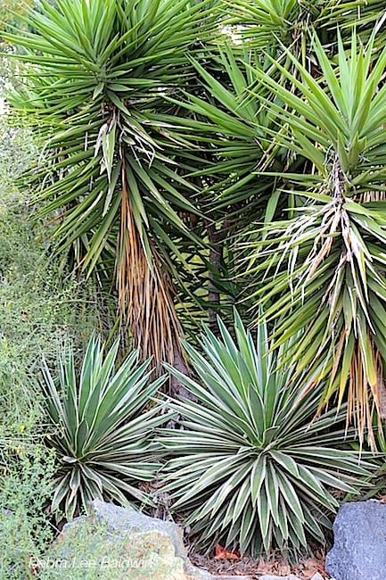 Agave and yucca garden
