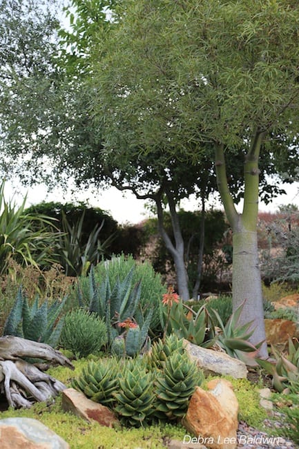 Succulents for San Diego
