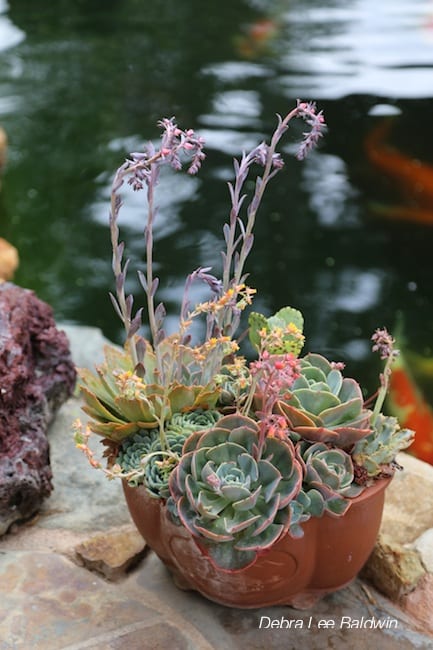 Echeverias bloom in a pot near a koi pond