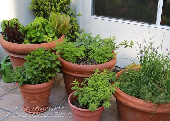 Pot grouping of herbs