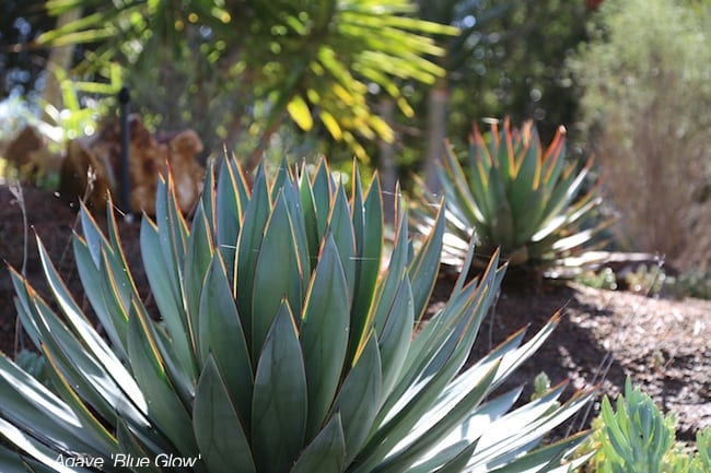Agaves glow in the sun