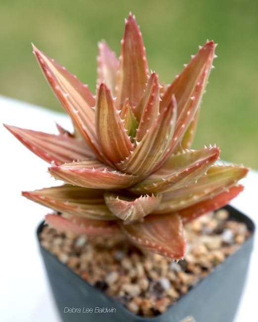Aloe nobilis 'Variegata'