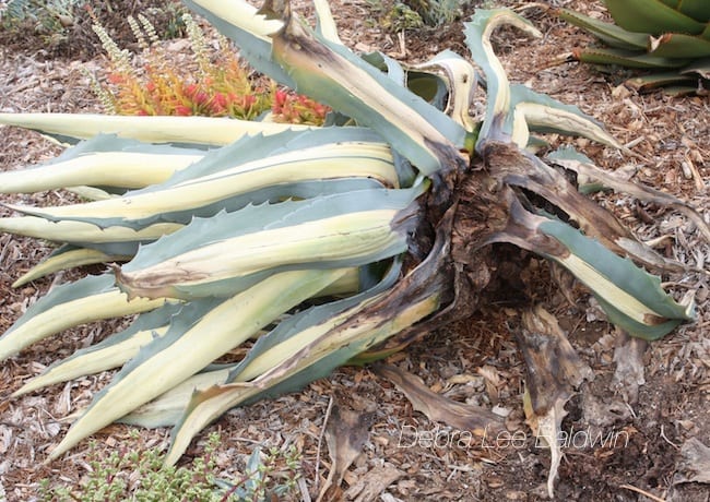 Diseased agave (c) Debra Lee Baldwin