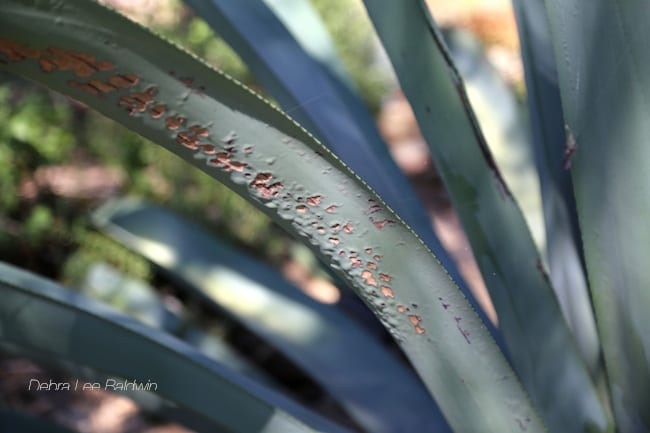 Agave edema Agave franzosinii showing agave edema