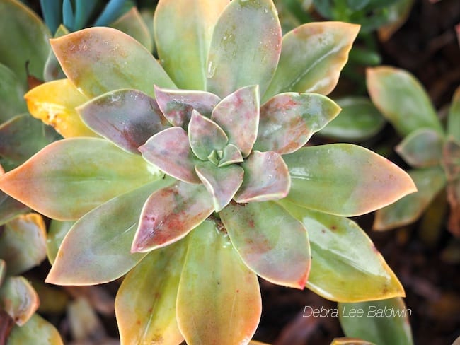 Succulent with blotchy leaves (c) Debra Lee Baldwin