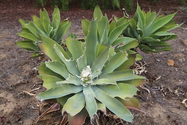 Succulent leaves torn at tips (c) Debra Lee Baldwin