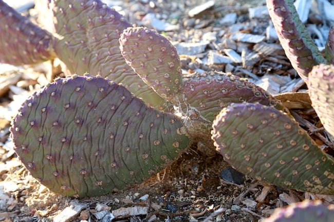 Succulent leaves wrinkled (c) Debra Lee Baldwin