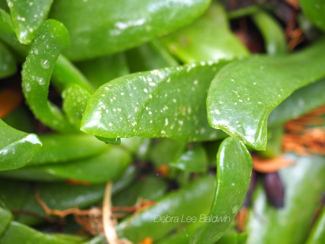 Succulent with hail damage A thin-skinned succulent (Glottyphyllum linguiforme) shows pitting from hail