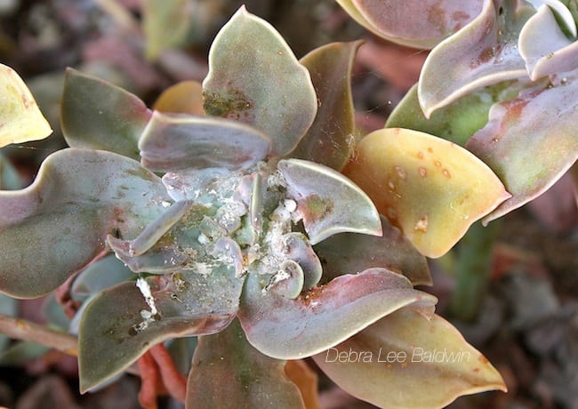 White bits in succulent (c) Debra Lee Baldwin