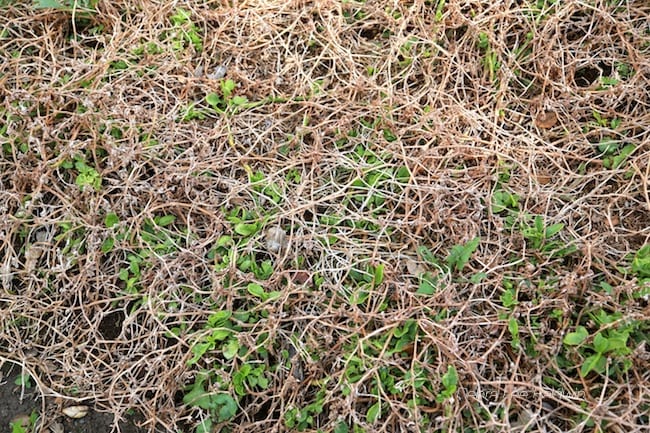 Brown, dying ice plant (c) Debra Lee Baldwin