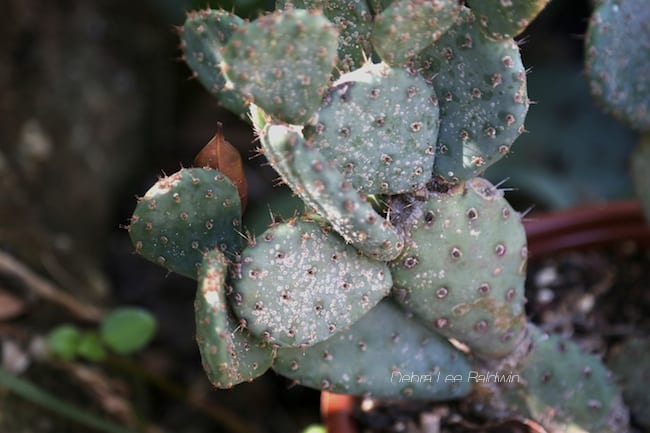 White and brown spots on cactus (c) Debra Lee Baldwin