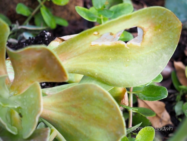 Snail damage to succulent This echeveria leaf has been permanently damaged by a hungry snail.