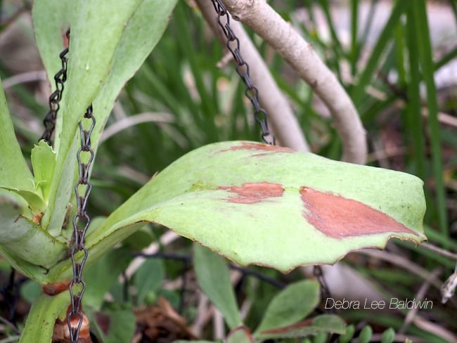 Brown patches on succulent leaves (c) Debra Lee Baldwin