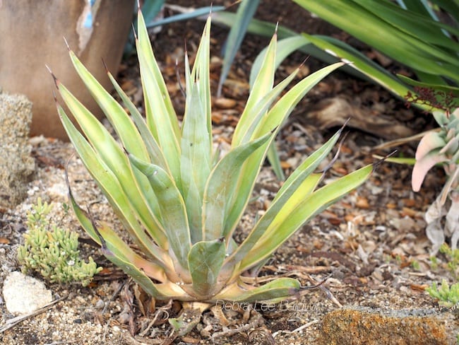 Weak spindly succulent (c) Debra Lee Baldwin