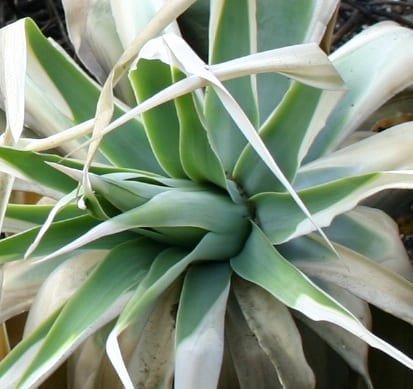 Frost and Succulents: What You Need to Know