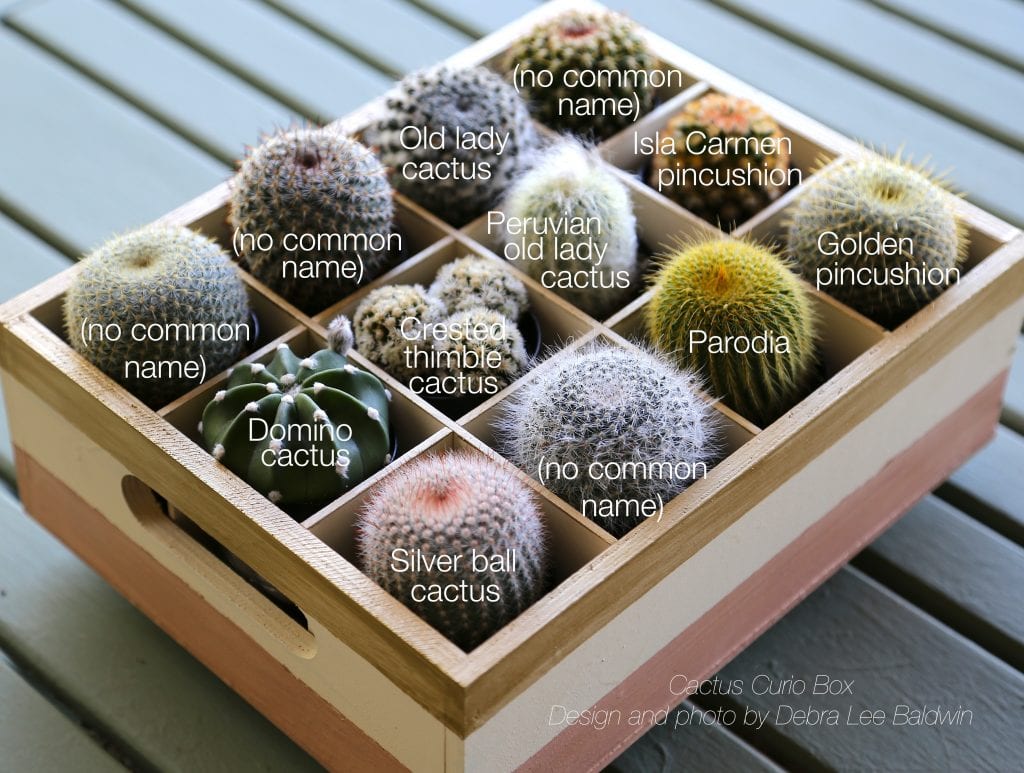 Cactus Curio Box_common names