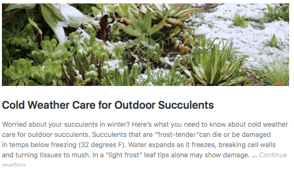 Cold Weather Care for Outdoor Succulents