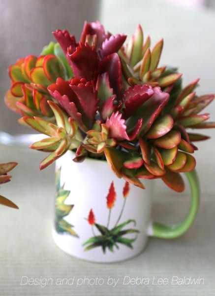 Succulents in a gift mug
